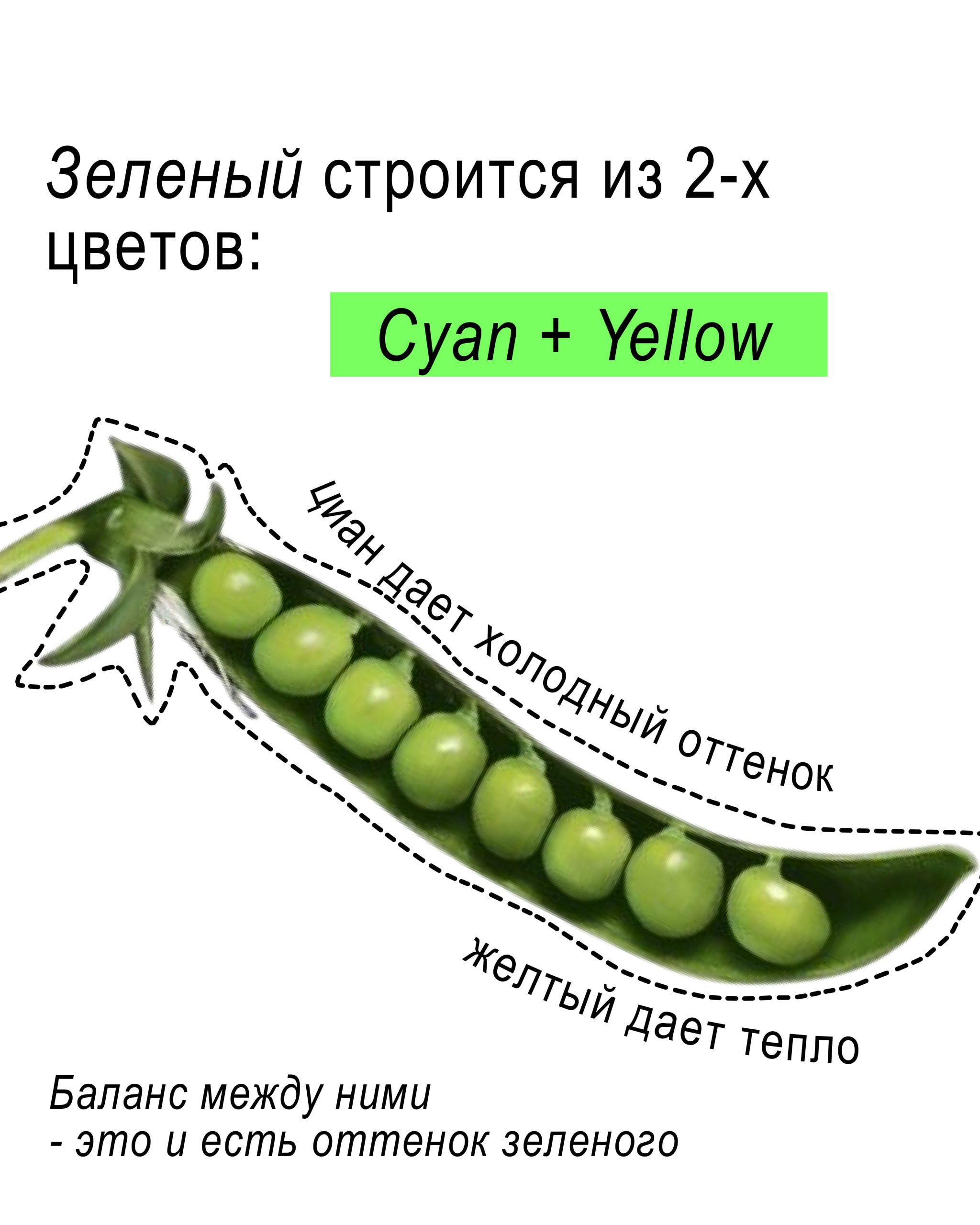 Стручок гороха с зелеными горошинами, иллюстрирующий состав зеленого из синего и желтого